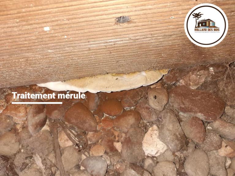 Traitement champignons lignivore : la mérule à Guidel dans le département du Morbihan (56)