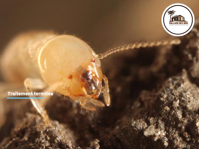 Traitement termites à Clisson (44)