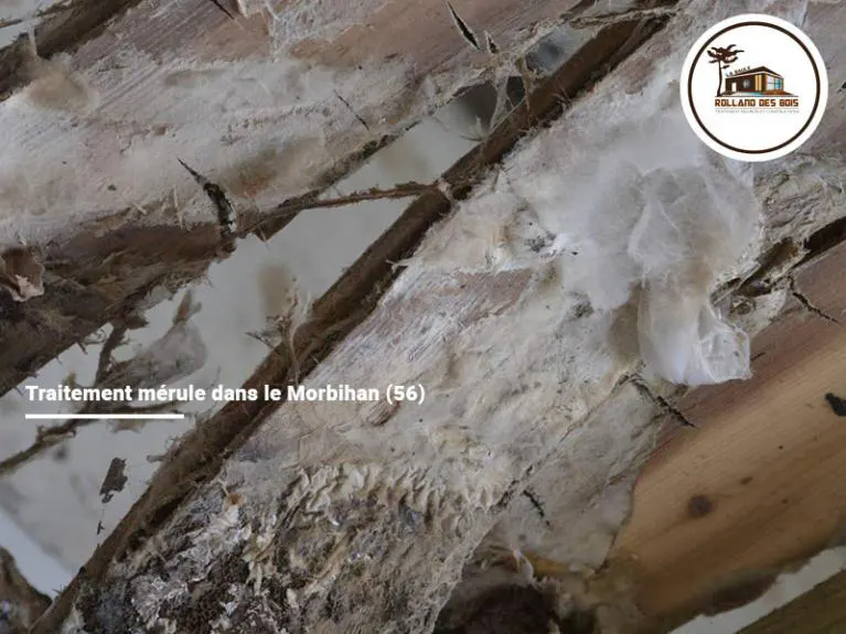 Traitement champignons lignivores de type mérule, traitement effectué par l’entreprise Rolland des Bois dans le Morbihan en Bretagne.