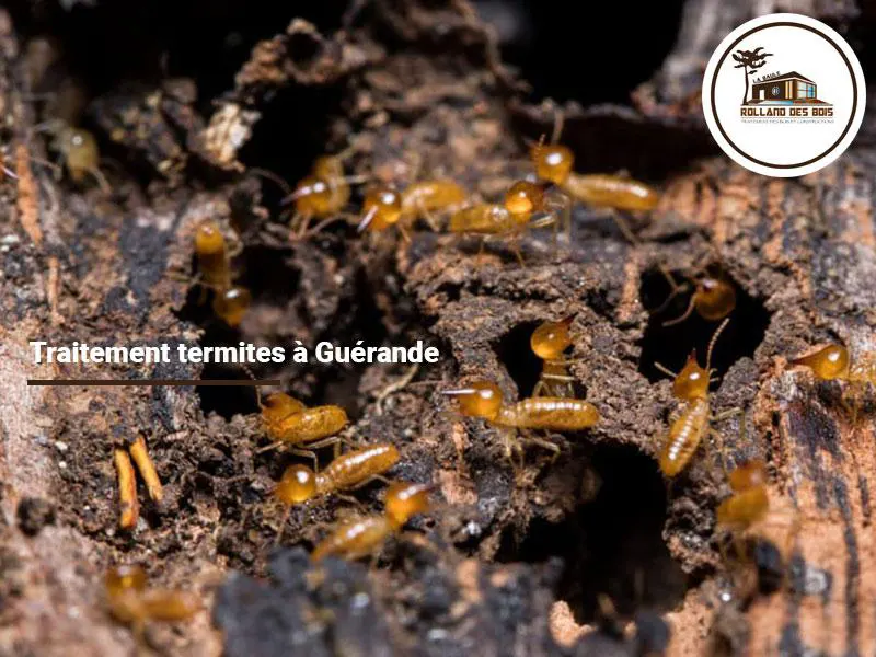 Invasion de termites en essaimage à Guérande, traitement effectué par Rolland des Bois.