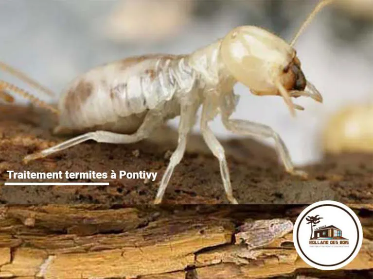 Traitement insectes xylophages termites à Pontivy, chantier effectué par l’entreprise Rolland des Bois.