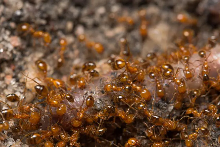 traitement anti-fourmis rolland des bois