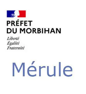 Mérule Morbihan