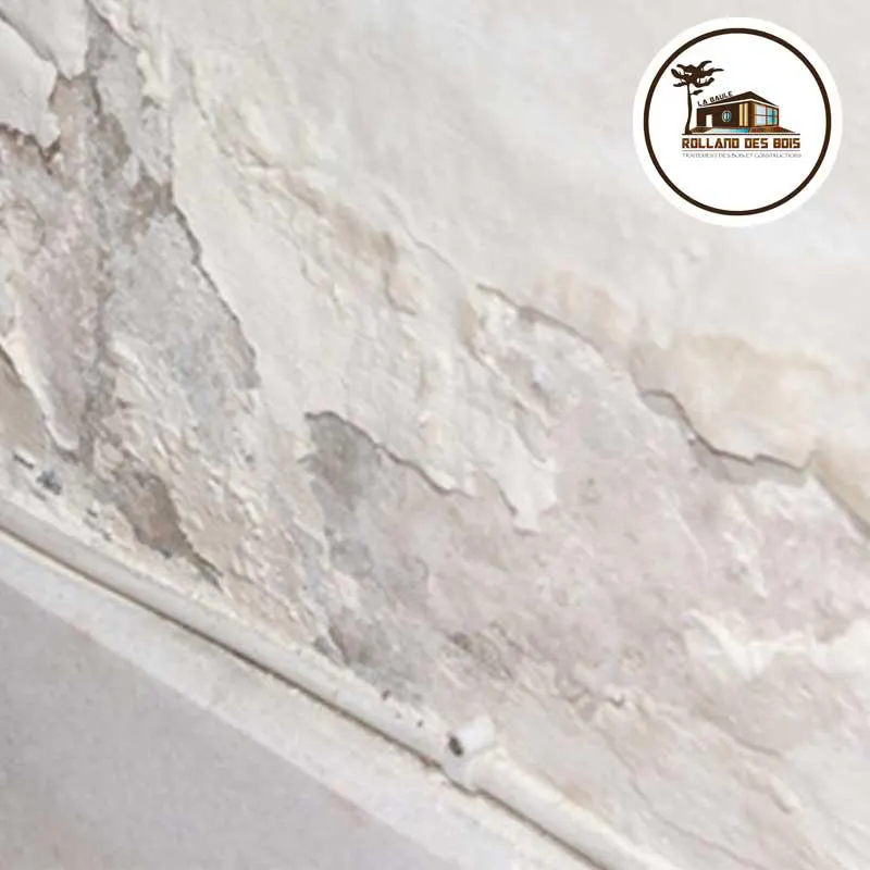 Murs humides par remontées capillaires favorable au dévelloppement du coniophore des caves et autres champignons lignivores type mérule
